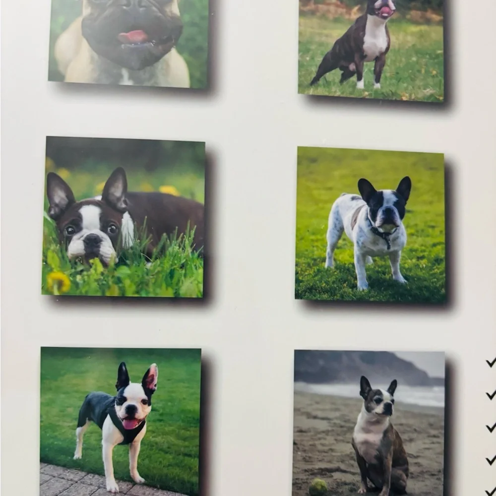 NEW Sealed 2026 BOSTON TERRIER 12 Month Wall calendar